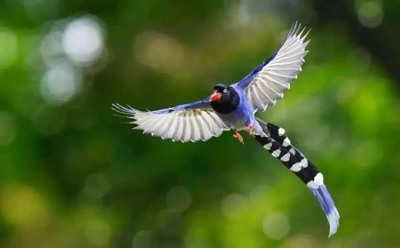 动物的尾巴有哪些奇特功能呢