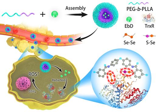 ccschemistry同族也相爭基於含硒含硫動態共價轉換的癌症治療新方法