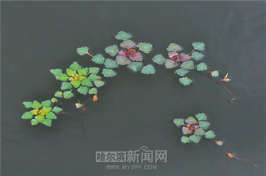 今日芒种丨超多美图的天气预报 今日芒种丨超多美图的天气预报