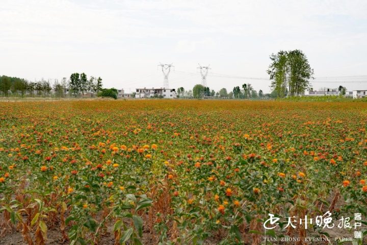 河南正阳 红花盛开夏景美 百姓增收日子红