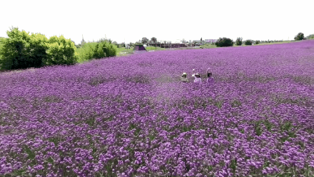 趁着阳光不燥来花海寻一片初夏恋爱的感觉趁着紫色马鞭草肆意盛开来