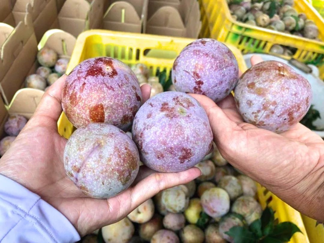 初恋的味道 封开麒麟李作为岭南夏季果王,素有"果中珍品,李中之王"之