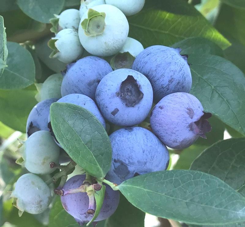 闪烁着盈盈光泽,沐浴在阳光下,一颗颗像蓝宝石般圆润饱满,闪亮登场