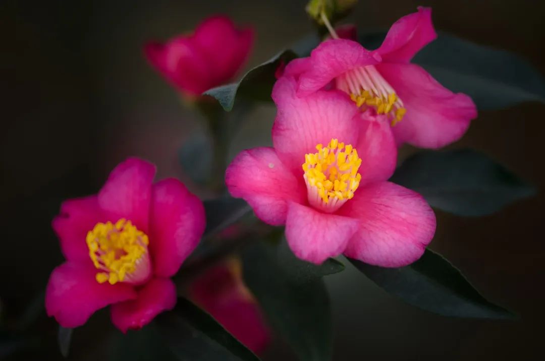 园林优良花灌木之茶花新秀束花茶花