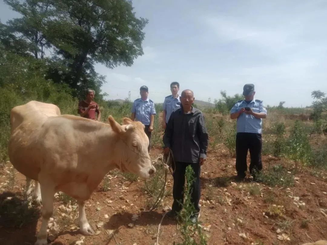 民警酷暑寻牛小事照见初心