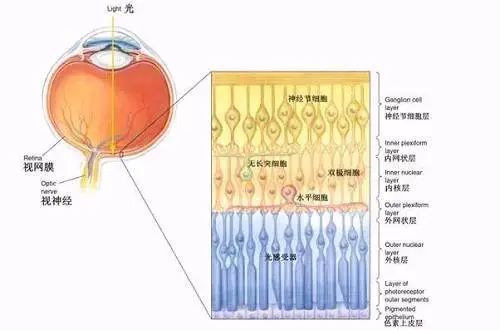 視網膜,是附著於眼球壁內表面一層柔軟的透明薄膜.