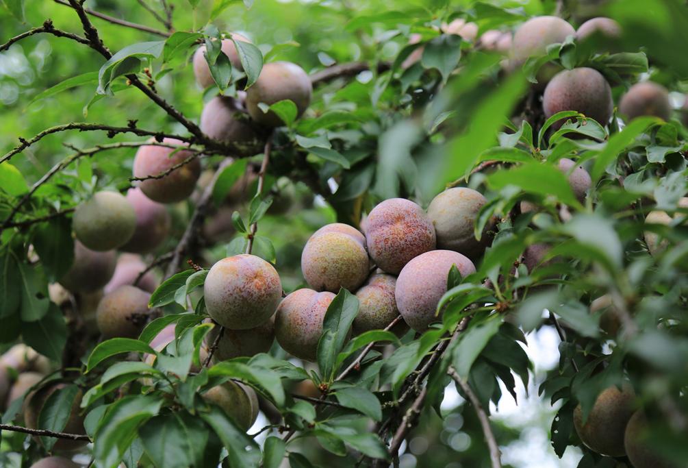 酸酸甜甜就是我麒麟李上市啦