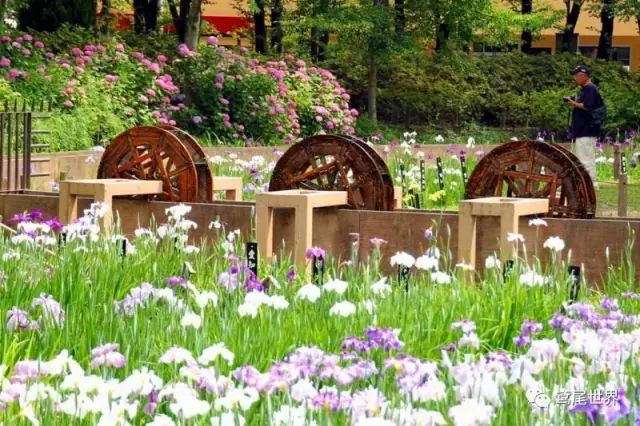 花菖蒲之浮生三记 终相伴 政务 澎湃新闻 The Paper