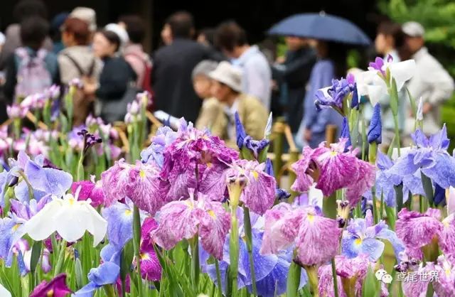 花菖蒲之浮生三记 终相伴 政务 澎湃新闻 The Paper