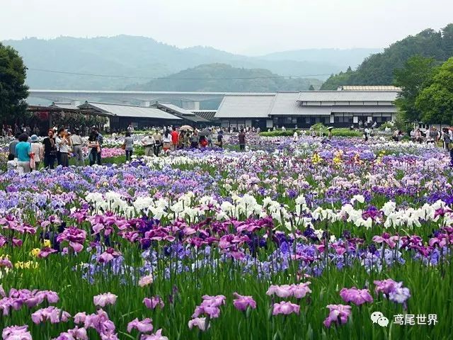 花菖蒲之浮生三记 终相伴 政务 澎湃新闻 The Paper