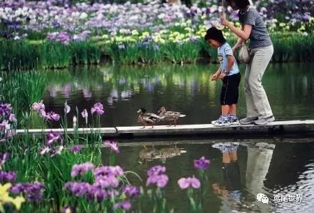 花菖蒲之浮生三记 终相伴 政务 澎湃新闻 The Paper