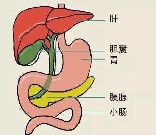 胆和胰腺位置图片图片