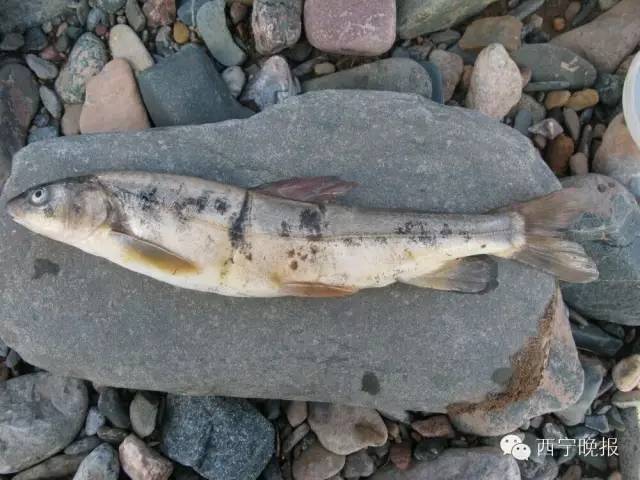 夏都西宁花斑裸鲤羊曲河  除青海湖裸鲤外,最常见的就是出产自扎陵湖