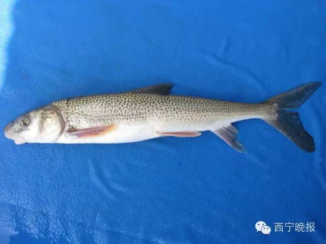 除青海湖裸鲤外,最常见的就是出产自扎陵湖,鄂陵湖的湟鱼——花斑裸鲤