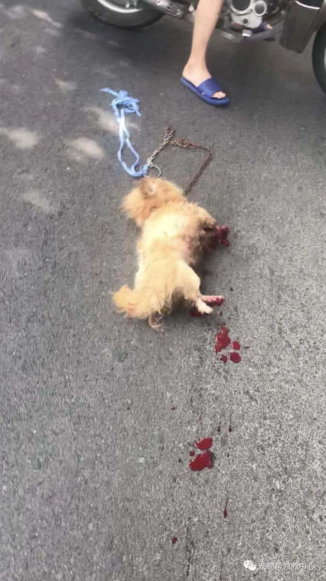 男子用摩托车拖行小狗几条街满地是血他却说这是在放生