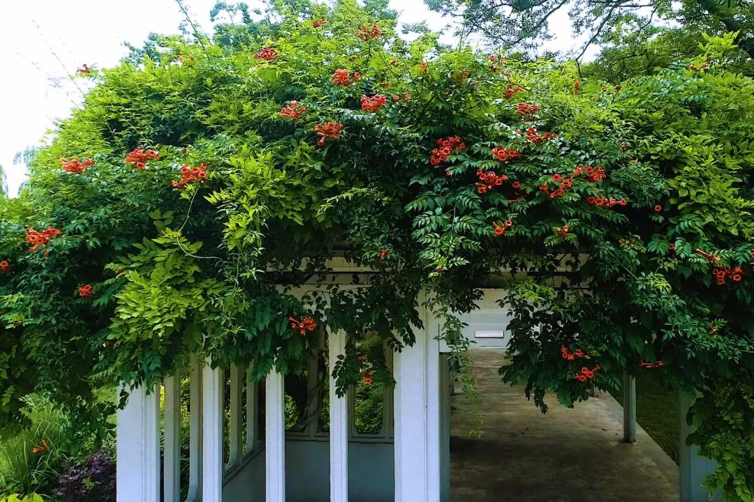 还能看到一些凌霄树在与钟山倒影相得益彰的菱洲大肚花架撑起一片绿荫
