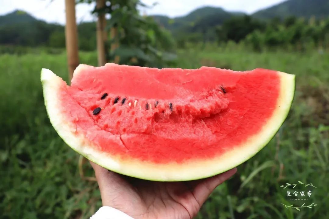 香甜起沙!高明本地西瓜清凉上市,吃瓜群众马上集合!