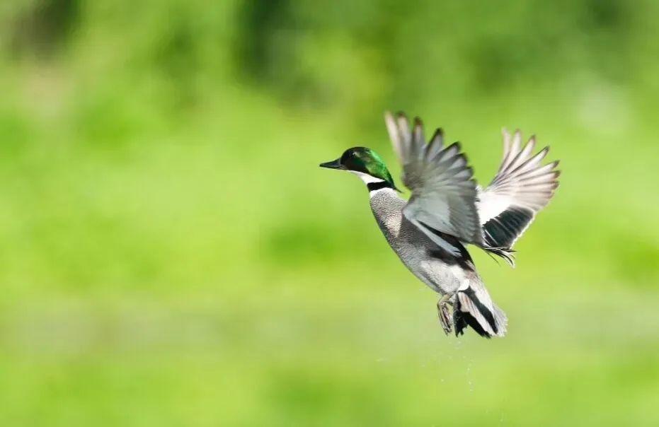 短耳鸮 ▲▲北红尾鸲 ▲▲金翅雀 ▲▲普通翠鸟 ▲▲斑嘴鸭 ▲▲银