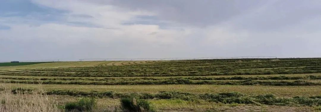 科左中旗委副书记,政府旗长张海明带队赴赤峰澳亚现代牧场进行考察