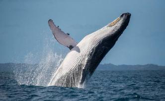 世界海洋日：海洋哺乳动物科普