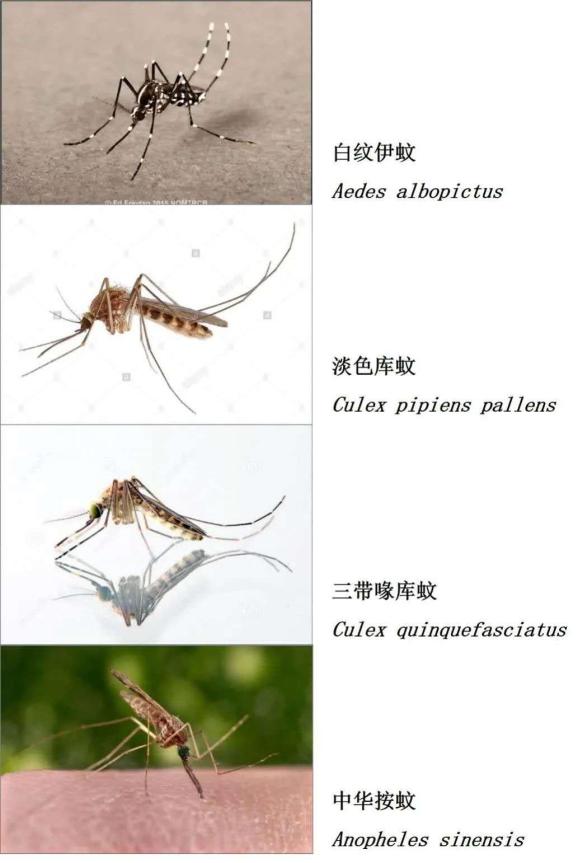 蚊子图片 种类图片