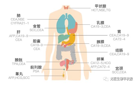 肿瘤标志物升高就是得了癌症