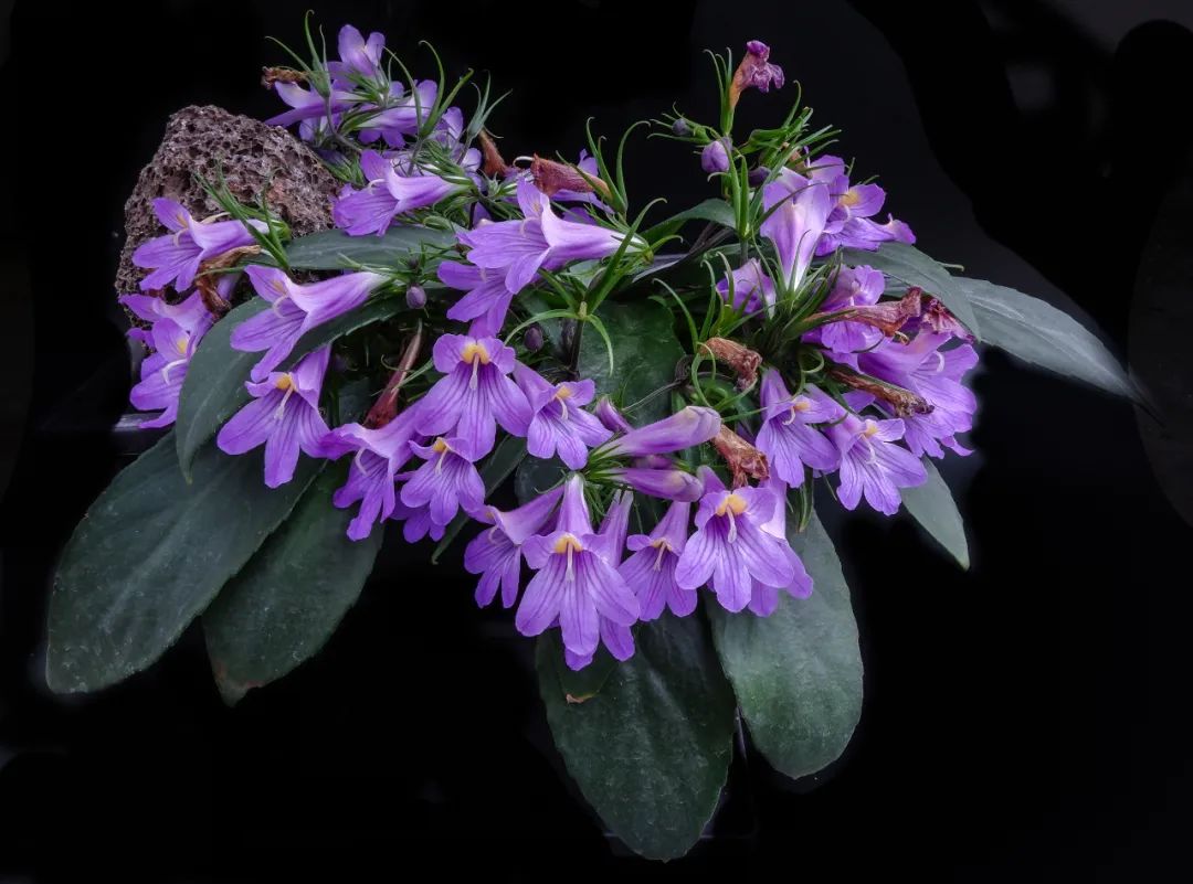 短序报春苣苔在上海植物园苦苣苔科保育中心再次绽放