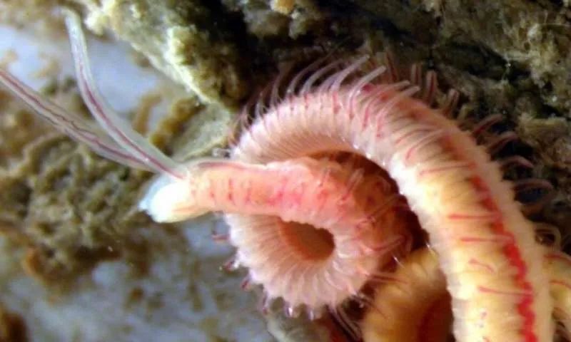 生蚝也有寄生虫它们不但无孔不入甚至同类相食