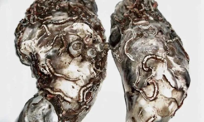 生蚝也有寄生虫它们不但无孔不入甚至同类相食