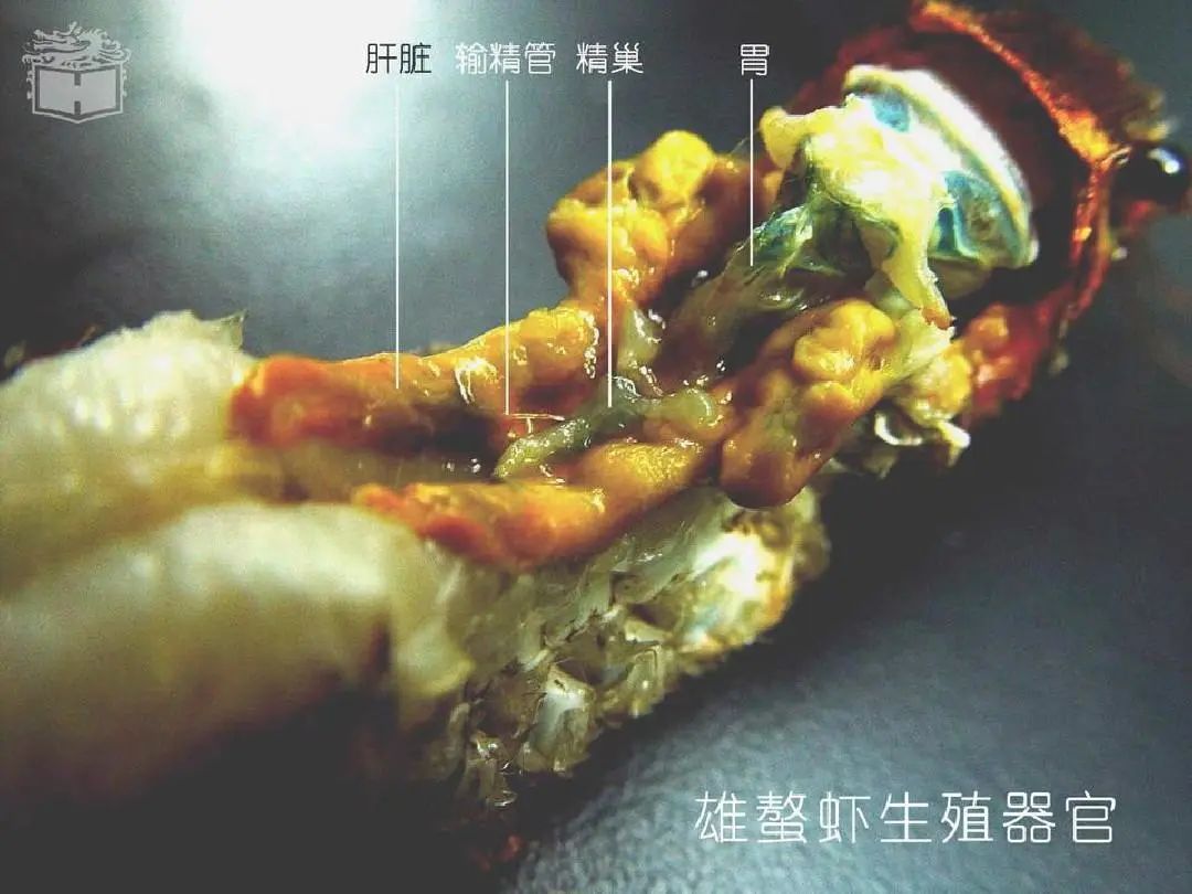 神虾吃脑 1080的西班牙红魔虾 被誉为最好吃的虾_哔哩哔哩_bilibili