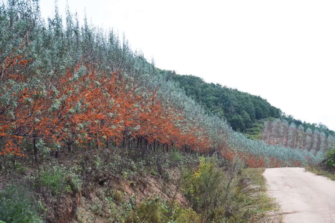 八面通沙棘套種北藥保生態賺綠金