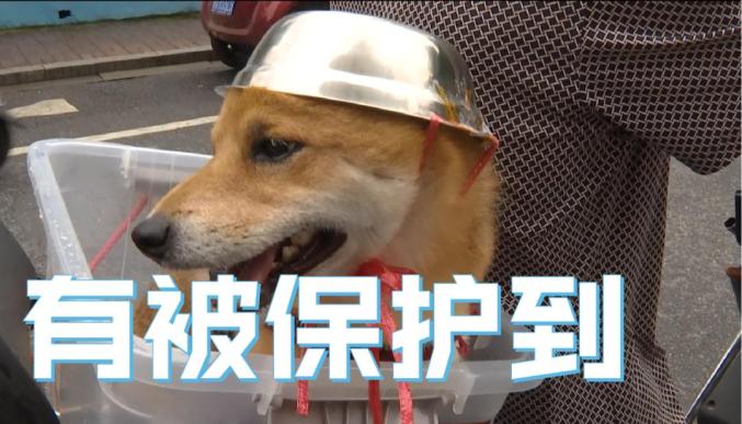 杭州街头爆笑一幕大伯骑车给狗子戴自制头盔评论亮了