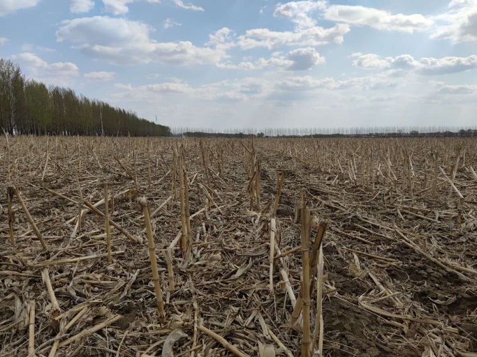 实施保护性耕作后,作物秸秆的覆盖还田就像给土壤盖上了一层 "被子"