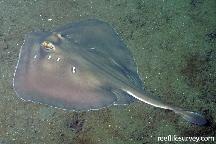 图源:文献1造成刺伤的,正是锄吻银鲛的背鳍上的鱼刺(见ct图中的鱼刺1