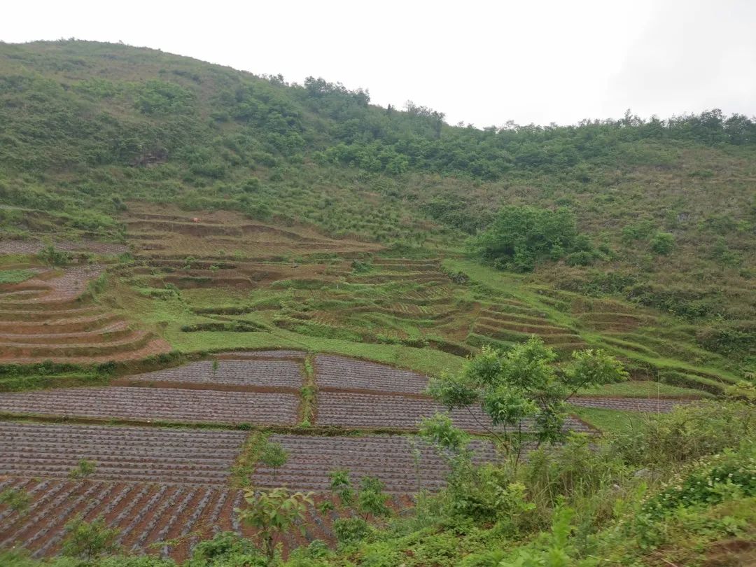 黄池村辣椒基地集体经济来势喜人,群众脱贫增收有望.