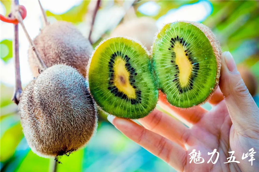 五峰小毛桃有了 护航人