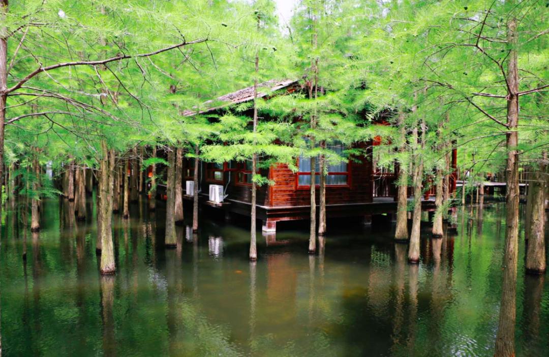 尽情森呼吸感受林距离仙桃梦里水乡久违的人气回来了