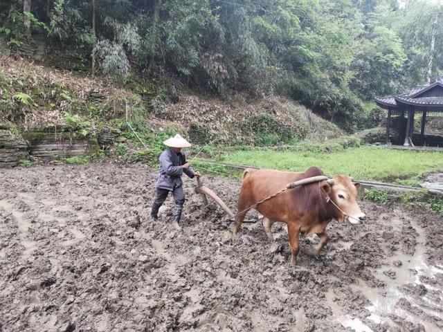 吴国安带着黄牛犁田