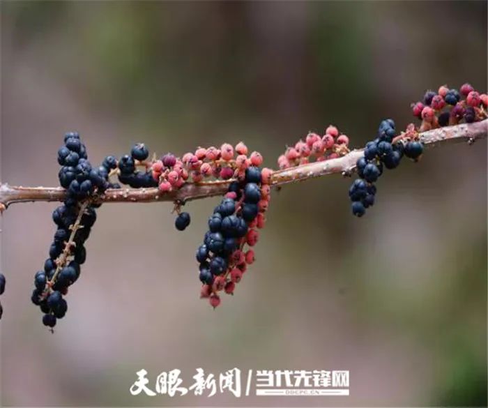 不要采！不要吃！它不是桑葚！贵州省疾控专家说：名叫马桑的果果有毒