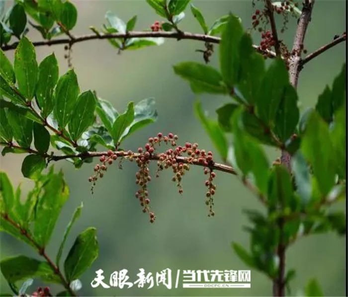 不要采！不要吃！它不是桑葚！贵州省疾控专家说：名叫马桑的果果有毒