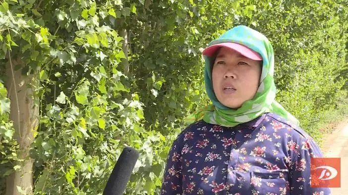 6月8日上午,记者在敦煌七里镇杜家墩村十组看到,工作人员正在对农田林