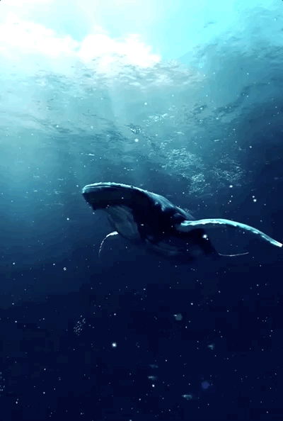 世界海洋日讲一个鲸落的故事给你听