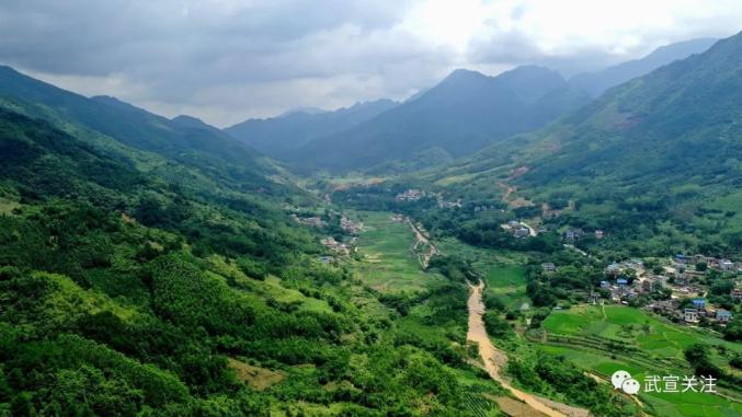 千名记者一线行武宣县东乡镇合群村茶香飘溢好撩人