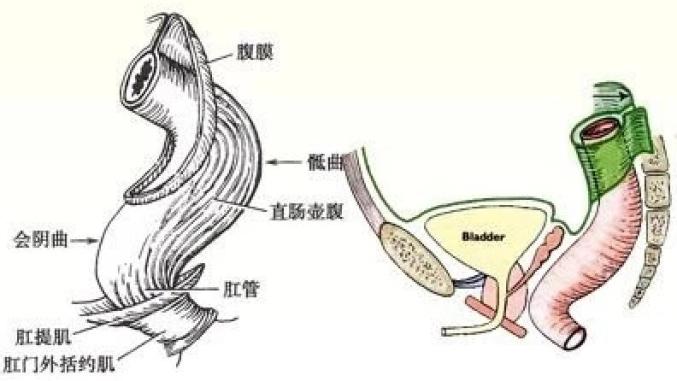 肛门和直肠距离图解图片