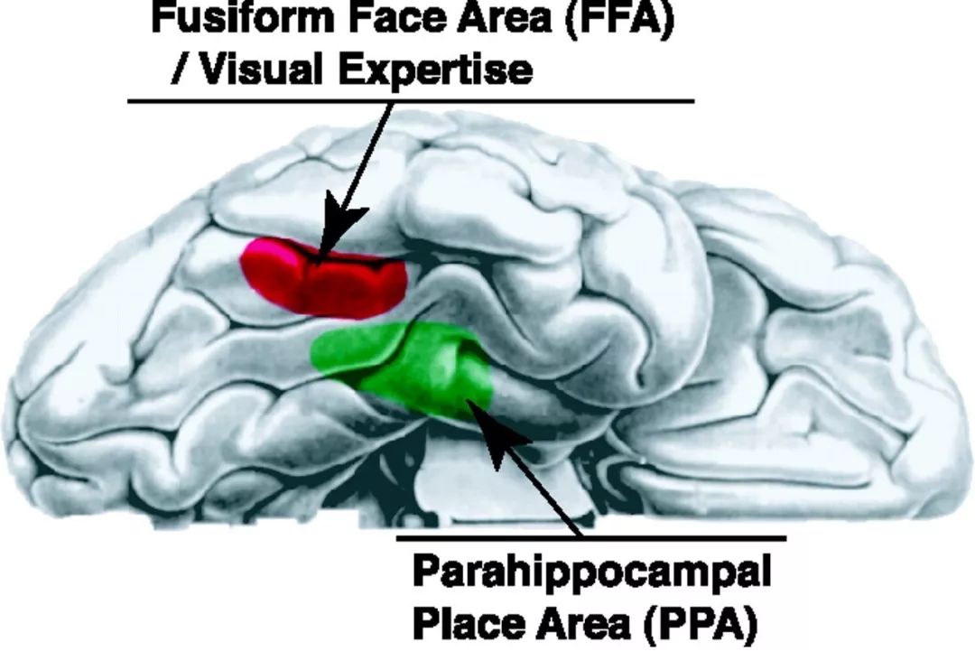 orbito-frontal cortex: mofc)的活动也就越活跃