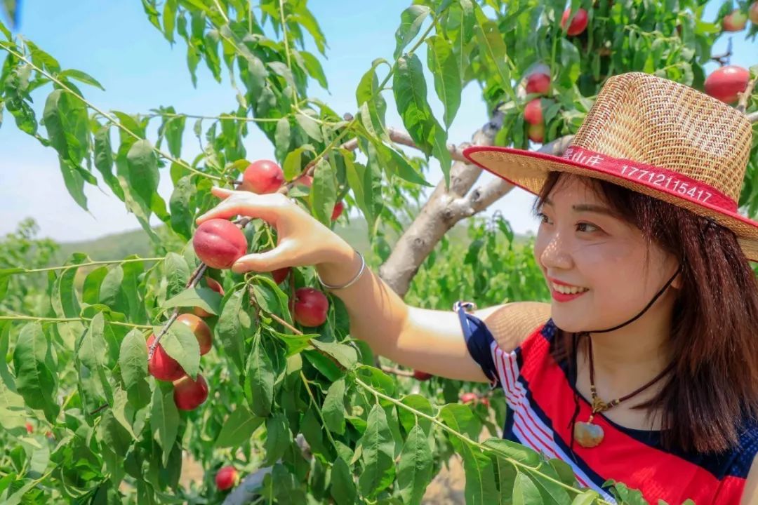 这个周末摘油桃炖地锅品打野鸡自主烧烤约吗