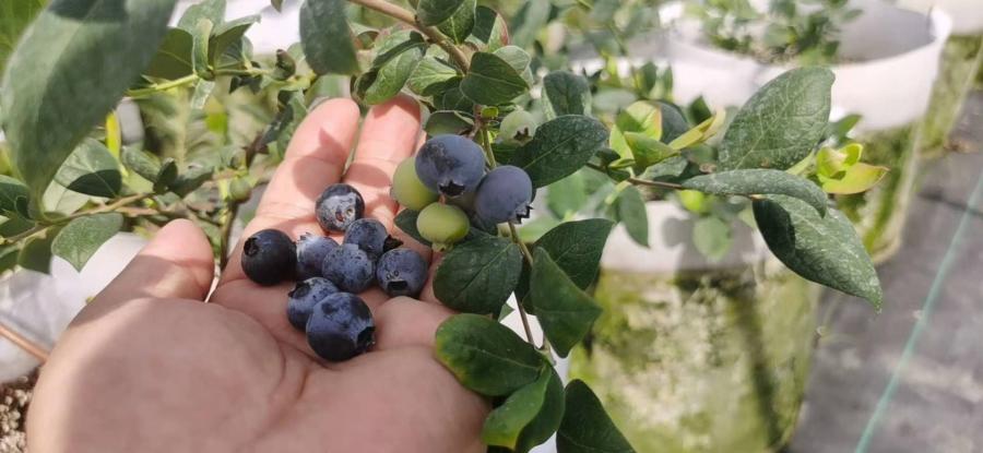 蓝莓果苗价格