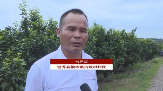 金秀县桐木镇古院村村民 韦元斌:今年市场好转,市场价好的话预计今年