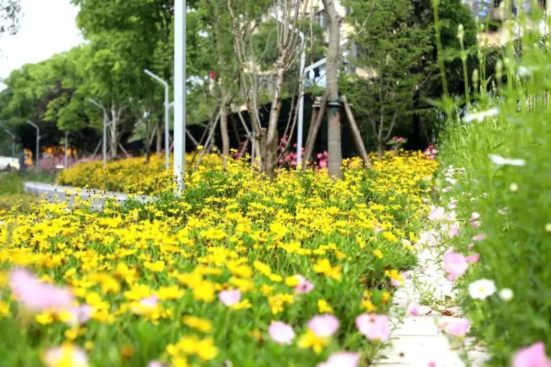 田字绿廊中的城廓公园多方合力让生态景观触手可及