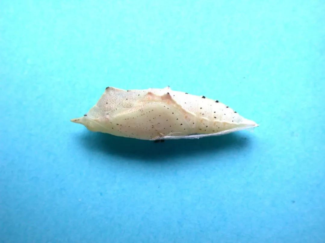 菜粉蝶 pieris rapae今天,大林就带大家认识一下上